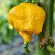 Sveža žuta Carolina Reaper paprika, najljuća paprika na svetu za Zlotenica soseve.